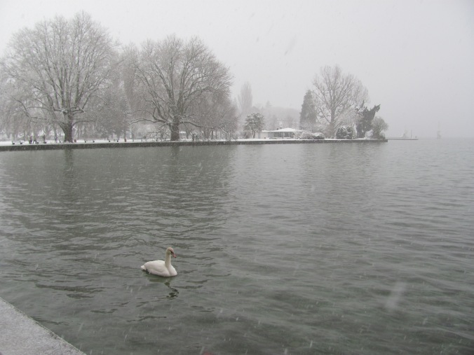 Annecy swan